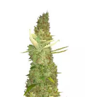 Purple Haze feminized seeds