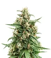Semillas feminizadas Solomatic Auto CBD (Royal Queen Seeds)