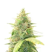Special Queen 1 Auto Feminized Seeds (Royal Queen Seeds)