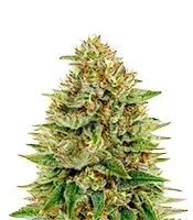 Semi femminizzati Super Bud
