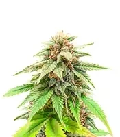 Sementes Feminizadas de The Upsetter (Humboldt Seed Company)