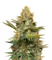 Three Blue Kings (Humboldt Seeds)