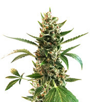 Sideral feminized seeds