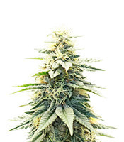 Blue Dream (Herbies Seeds)