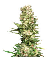 Bruce Banner