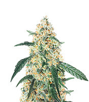 CBD White Widow 1:1 Auto Feminized Seeds (Herbies Seeds USA)