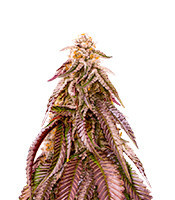 Dozywelly OG Feminized Seeds (AlphaFem Seeds)