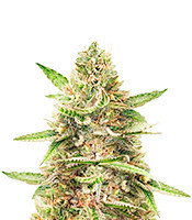 Harlequin CBD 2:1 Feminized Seeds (Herbies Seeds USA)