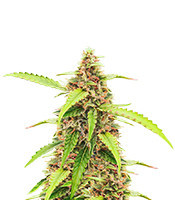 Scarlet Skunk Autoflower feminisierte Samen (EGS)