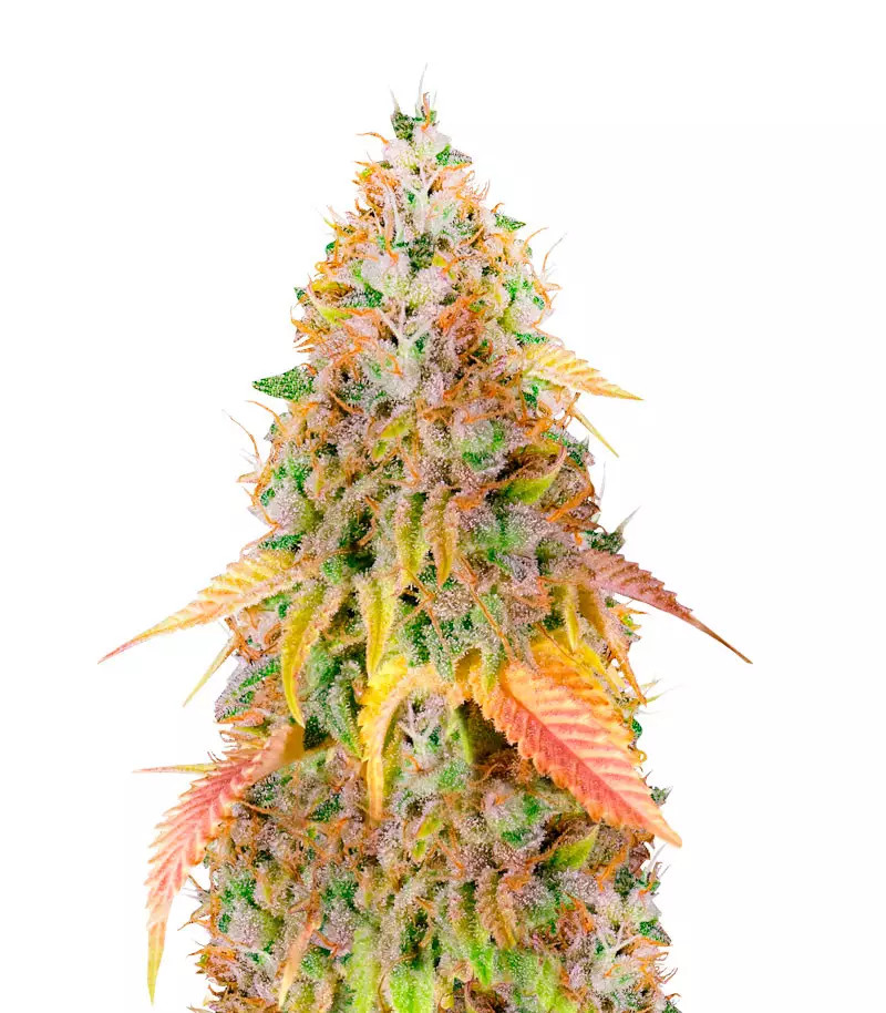 Big Bud