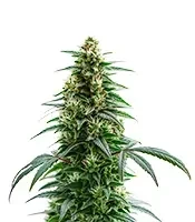 Green Crack Auto Seeds