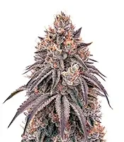 Lemon Orange Seeds
