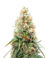 Purple Mango Kush Seeds