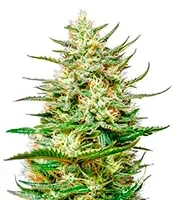 Graines de cannabis The Church CBD (GHS)