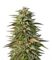 Trippy Gorilla Autoflowering feminized seeds