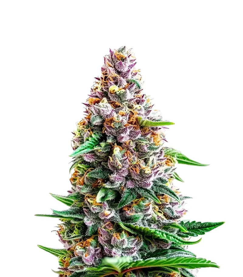 Sementes Feminizadas de Unicorn Wagyu (Growers Choice)
