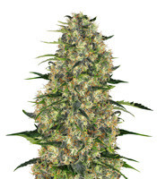 Graines de cannabis Black Budha (Sagarmatha Seeds)