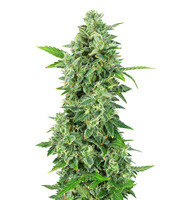 Do-Si-Dos Cookies feminized seeds