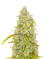 Black Herer Autoflower Feminized Seeds (Easy Grow Seeds)