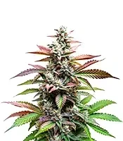 Alien Rock Candy Seeds