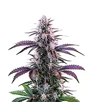 Blueberry Auto Seeds