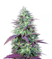 Graines de cannabis China Yunnan (Ace Seeds)
