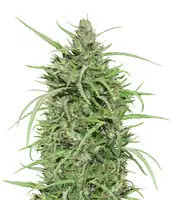 Ethiopian Regular seeds