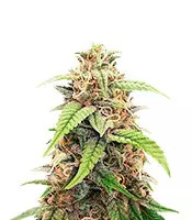 GG#4 Original Glue Regular Seeds (Herbies Seeds USA)