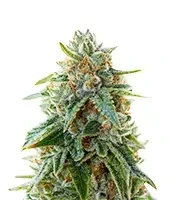 Grape Stomper Seeds