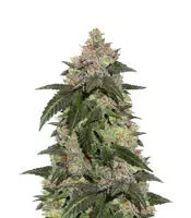 Kerosene Krash feminized seeds