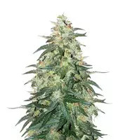 Sweet CBD Auto (Auto Seeds)