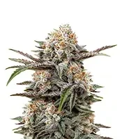 Wonder Pie Seeds
