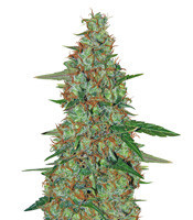 Critical Ryder Auto feminized seeds