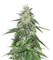 Ruderalis Indica regular (Sensi Seeds) Cannabis-Samen