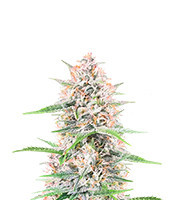 Bruce Banner Autoflower Feminized Seeds (Seedkeepers)