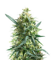 Gary Payton Feminized Seeds (Barney’s Farm)