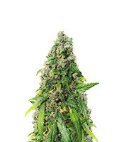 Marula Fruit regular (RQS) Cannabis-Samen