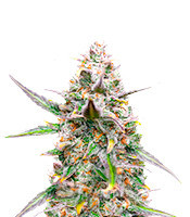 Northern Lights Auto Feminized Seeds (Herbies Seeds USA)