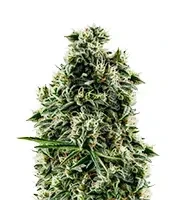Semi femminizzati di Arjan's Haze #2