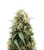 Auto Mimosa semi femminizzati