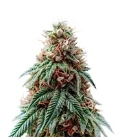 Auto Monster Mass feminized seeds