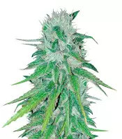 Graines de cannabis Bubba Delight Regular (CannaBioGen)