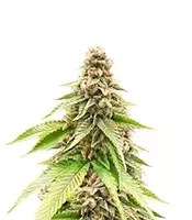 G13 Genius Feminized Seeds (Brothers Grimm Seeds)