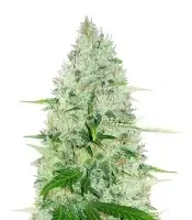 Moby Dick (Herbies Seeds)