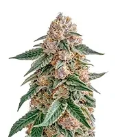 Skunk feminized seeds