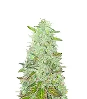 Z Fast Version Seeds (Herbies Seeds)