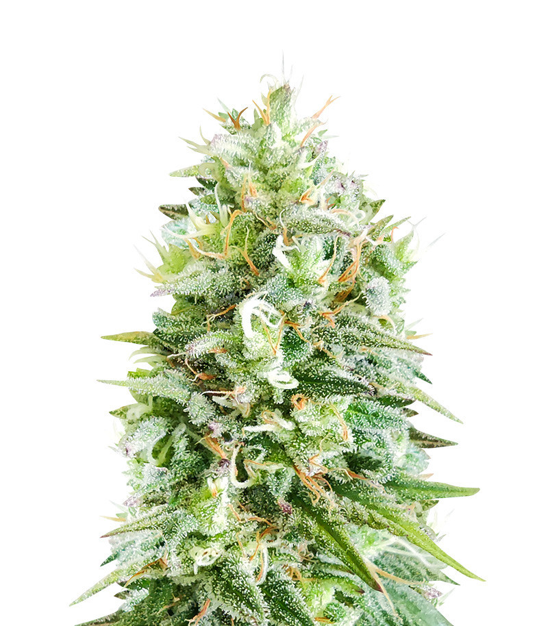 Super Skunk (Herbies Seeds)