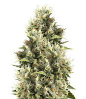 Graines de cannabis Amnesia Haze regular (Soma Seeds)