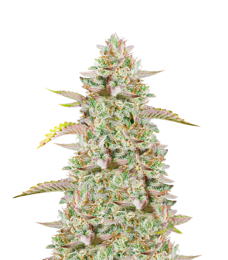 Gelato Auto Feminized Seeds (Herbies Seeds USA)