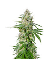 OG Kush Express feminized seeds